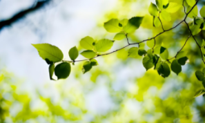 “绿美广东”研学线路:绿美花谷：育好一株花