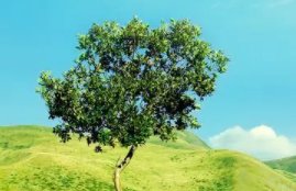 【精选】黄山导游词6篇