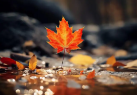 旅游视频的种类繁多，主要包括以下几类：